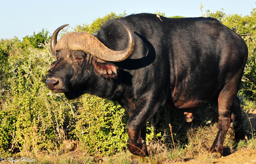 Kwandwe Private Game Reserve Eastern Cape South Africa 6