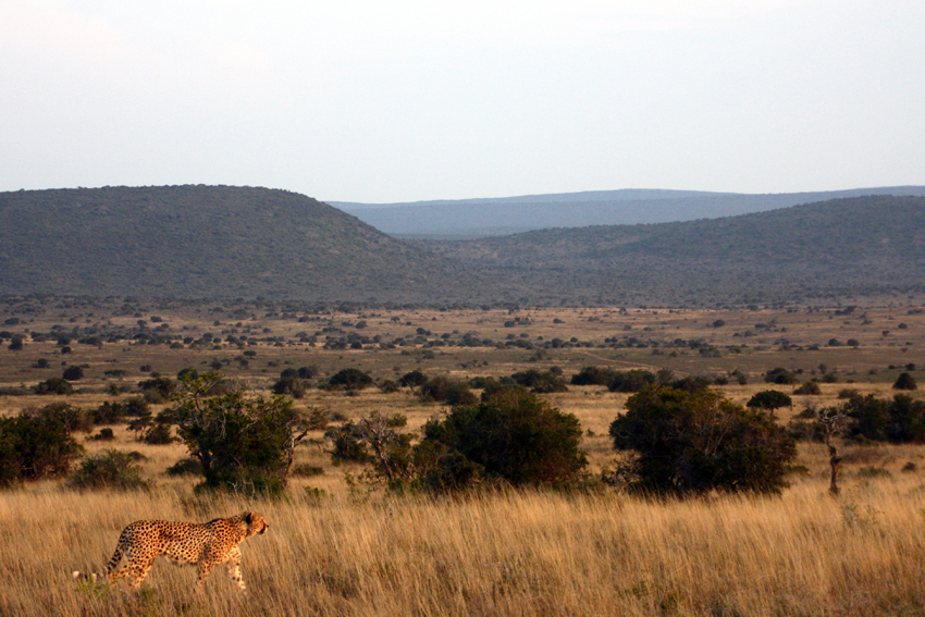 Kwandwe Private Game Reserve Eastern Cape South Africa 9