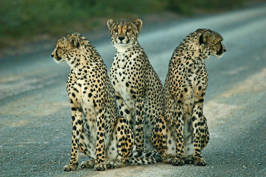 Kwandwe Private Game Reserve Eastern Cape South Africa 10