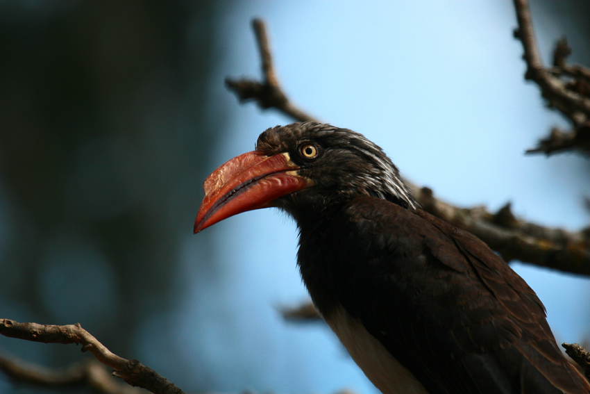 Kwandwe Private Game Reserve Eastern Cape South Africa 11