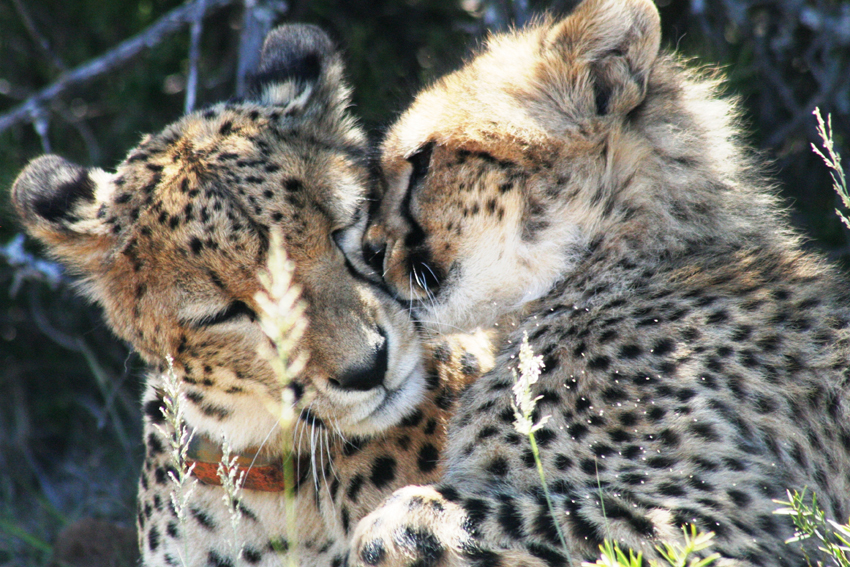 Samara Eastern Cape South Africa 45