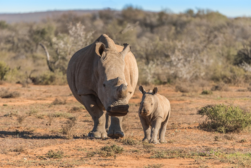 Samara Eastern Cape South Africa 18