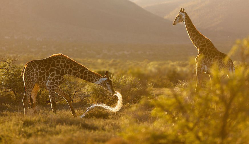 Samara Eastern Cape South Africa 20