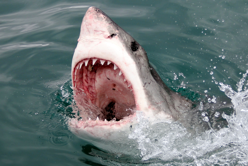 Birkenhead House Hermanus South Africa 21