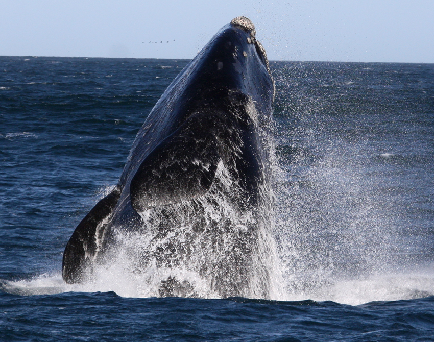 Birkenhead House Hermanus South Africa 27