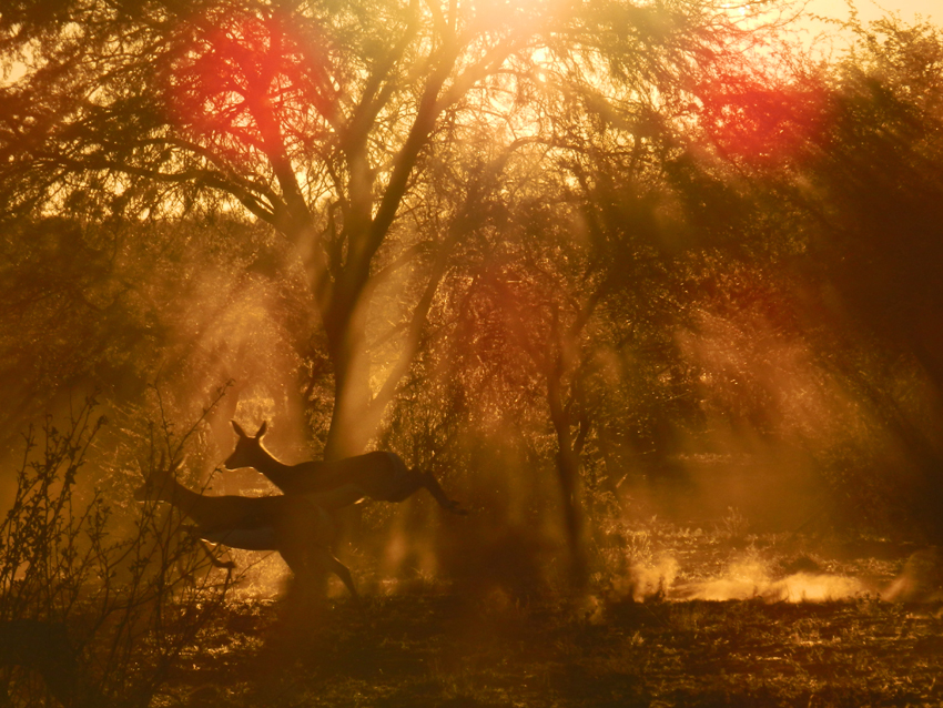 Tswalu Kalahari South Africa 3