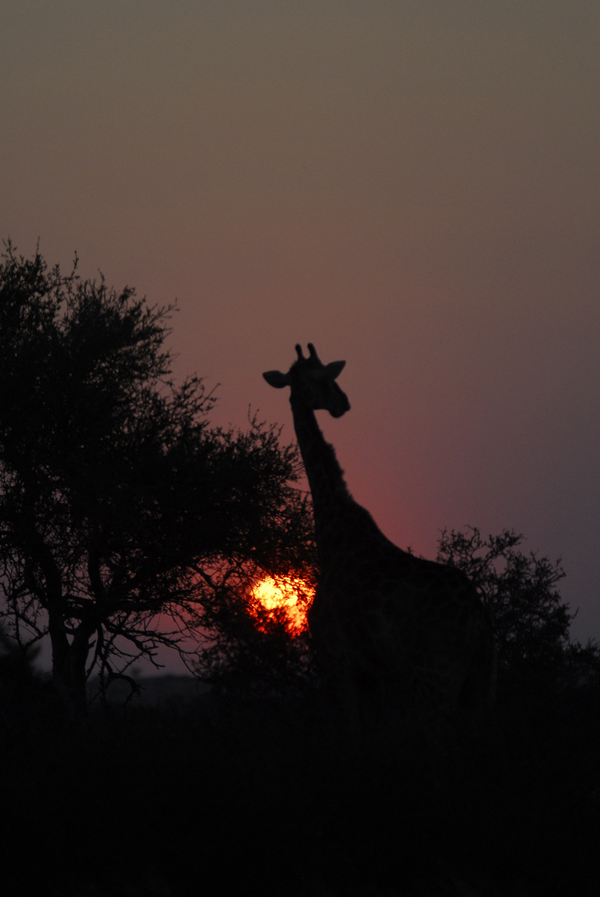 Tswalu Kalahari South Africa 4