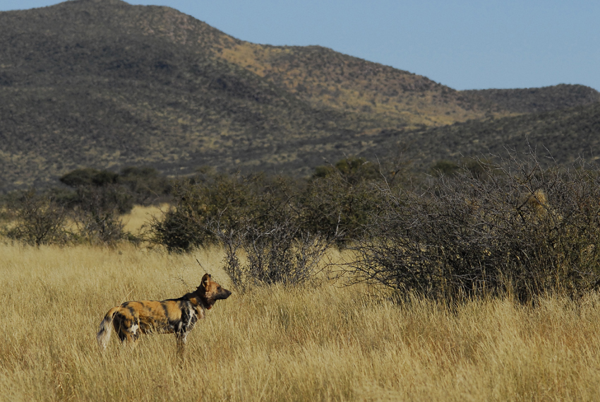 Tswalu Kalahari South Africa 10