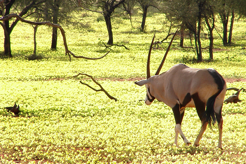 Tswalu Kalahari South Africa 13