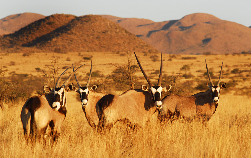 Tswalu Kalahari South Africa 15