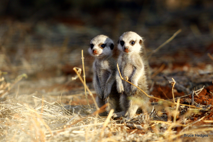 Tswalu Kalahari South Africa 25