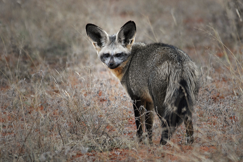 Tswalu Kalahari South Africa 26