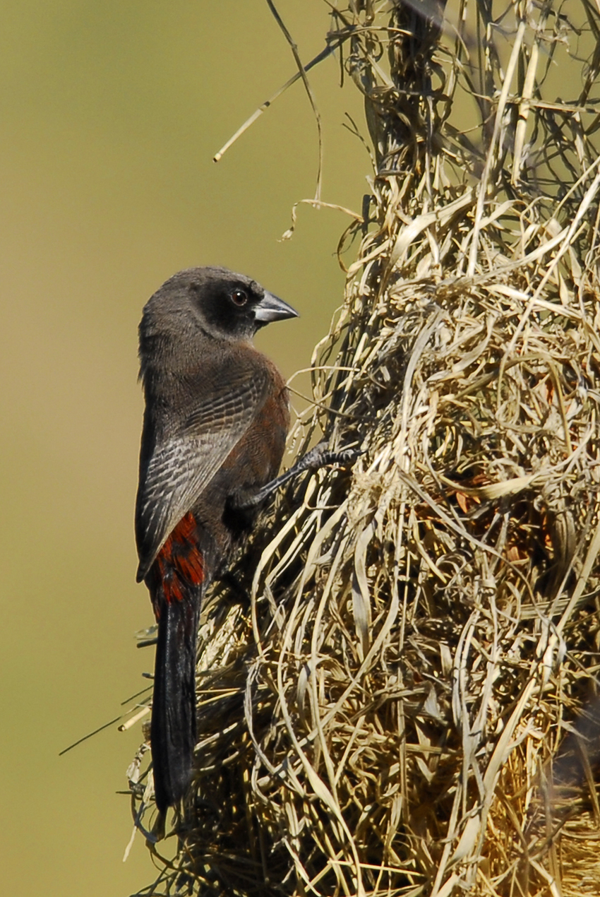 Tswalu Kalahari South Africa 27