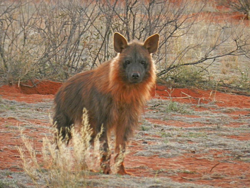 Tswalu Kalahari South Africa 30