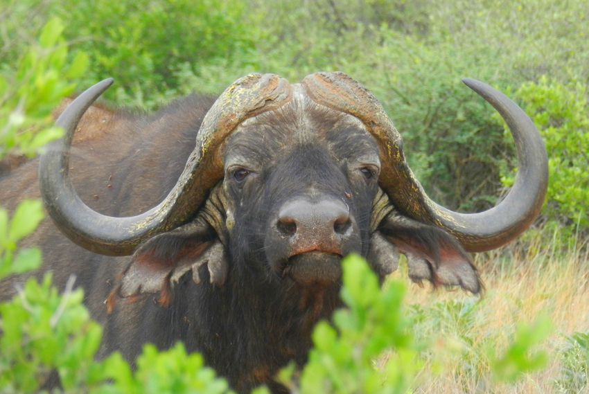 Tswalu Kalahari South Africa 31