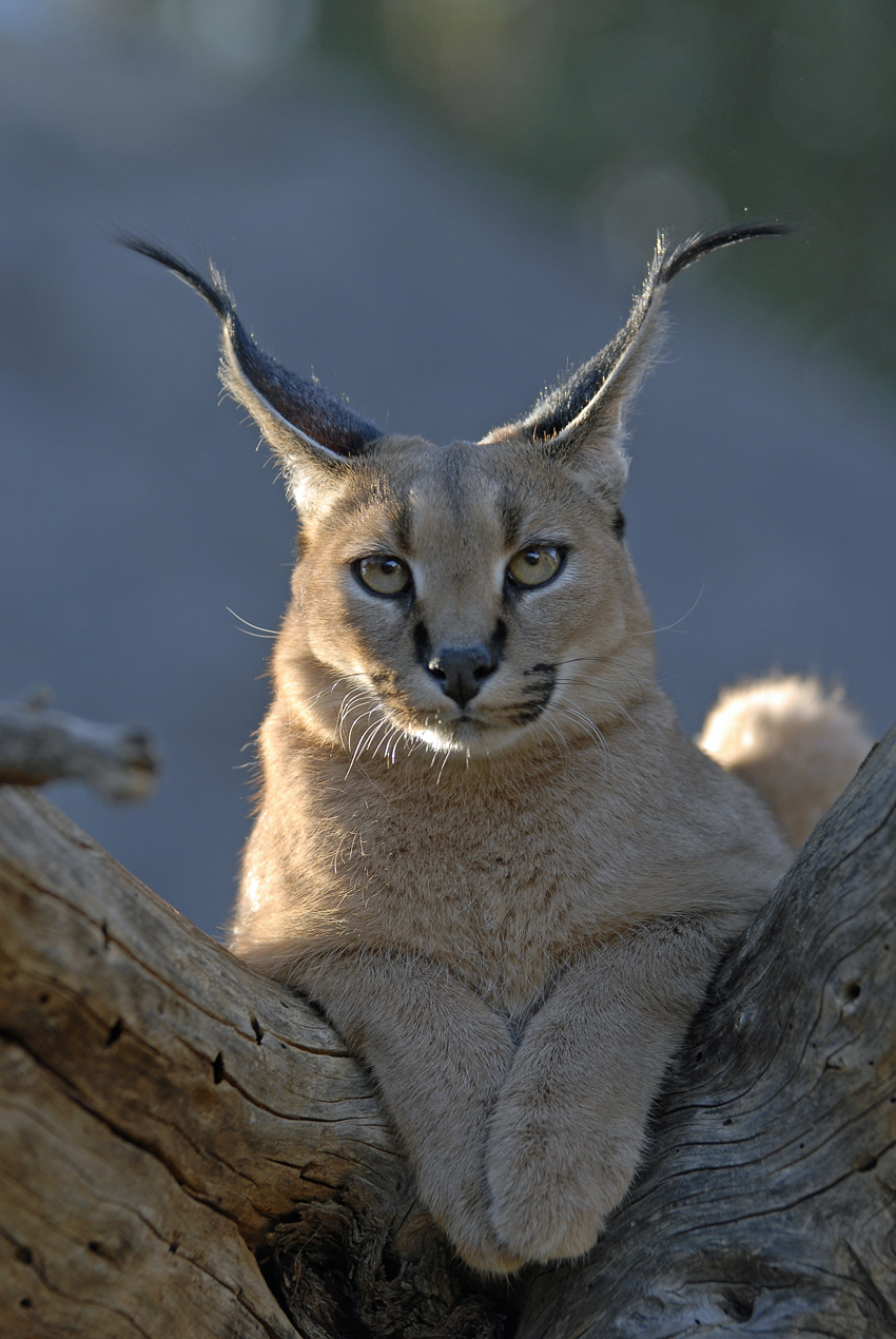 Tswalu Kalahari South Africa 33