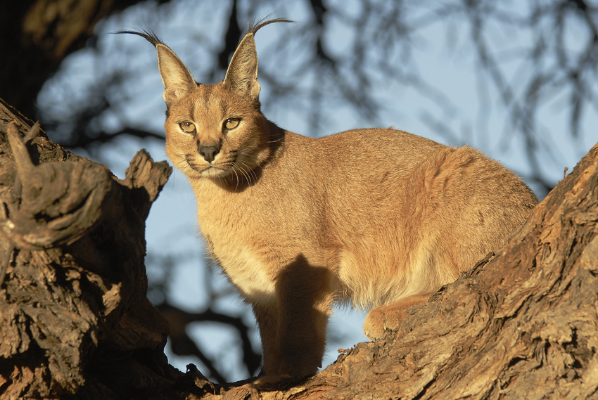 Tswalu Kalahari South Africa 34