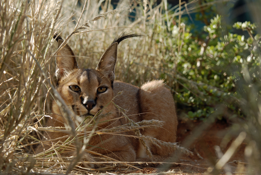Tswalu Kalahari South Africa 35