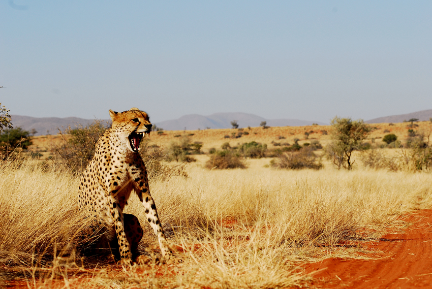 Tswalu Kalahari South Africa 36