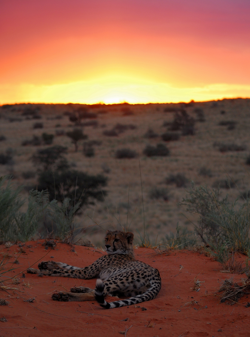 Tswalu Kalahari South Africa 37