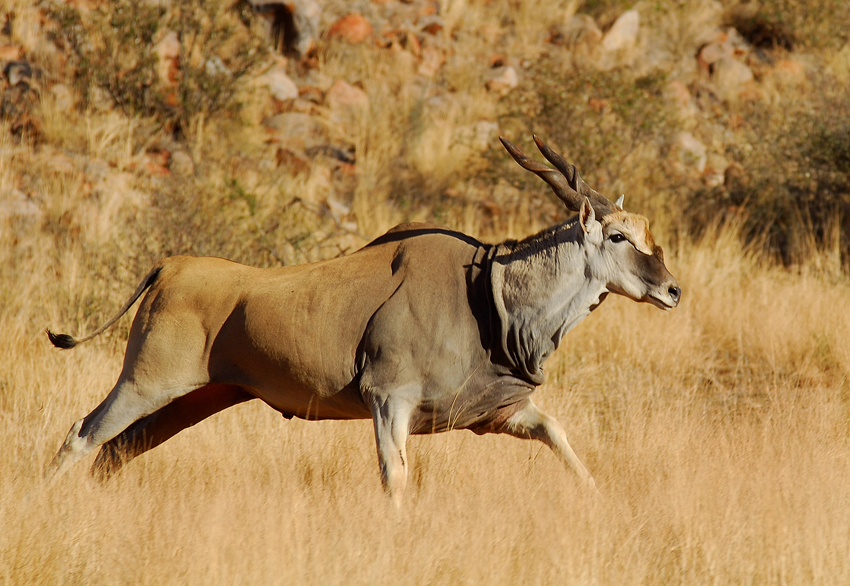 Tswalu Kalahari South Africa 38