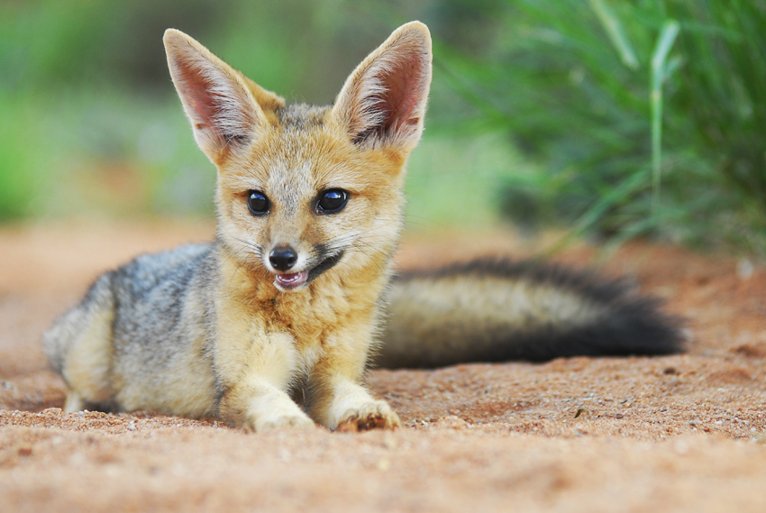Tswalu Kalahari South Africa 41