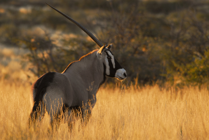Tswalu Kalahari South Africa 42