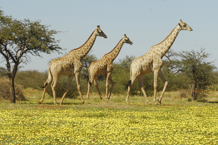 Tswalu Kalahari South Africa 43