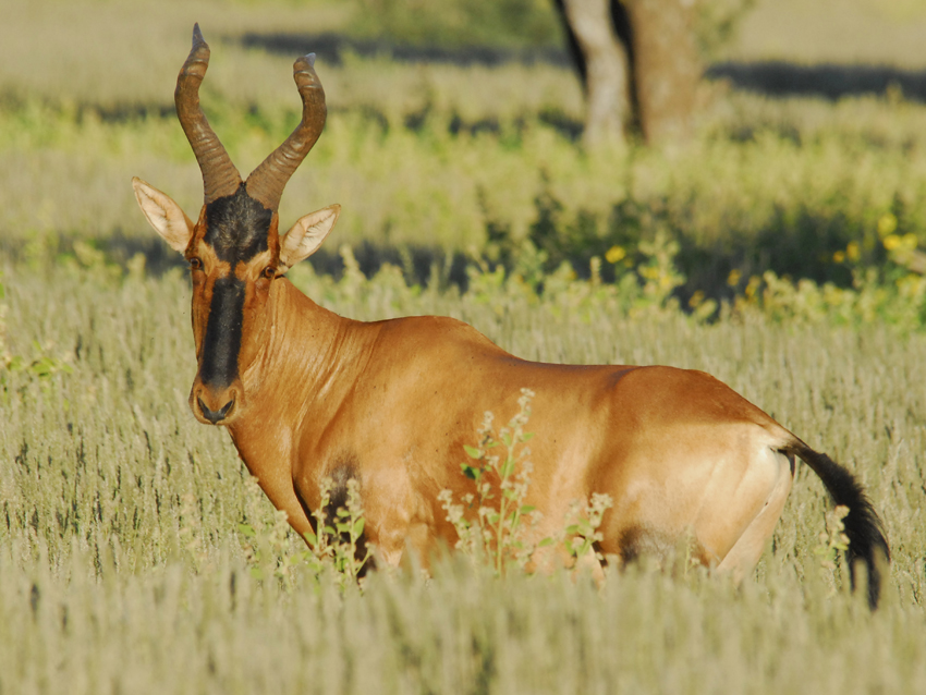 Tswalu Kalahari South Africa 47