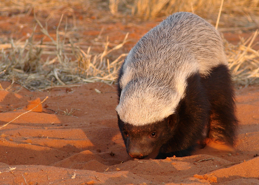 Tswalu Kalahari South Africa 48