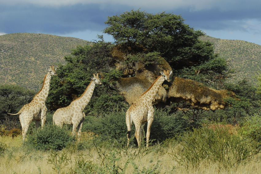 Tswalu Kalahari South Africa 51