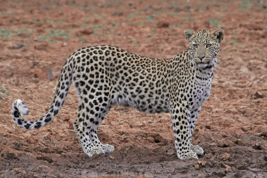 Tswalu Kalahari South Africa 53