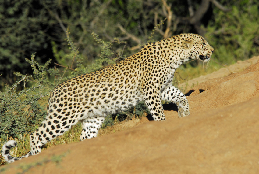 Tswalu Kalahari South Africa 54