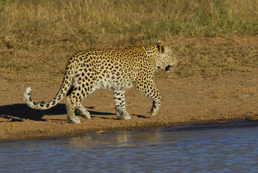 Tswalu Kalahari South Africa 55