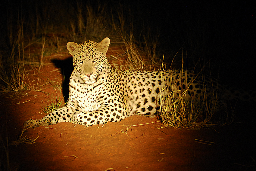 Tswalu Kalahari South Africa 56