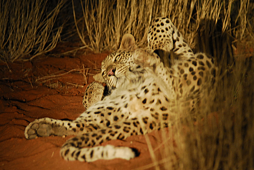 Tswalu Kalahari South Africa 57