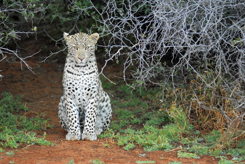 Tswalu Kalahari South Africa 58