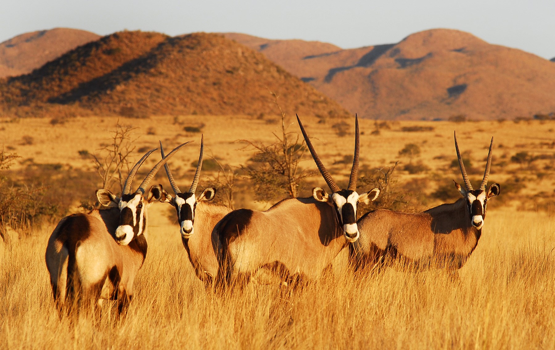 South Africa Tswalu Kalahari South Africa 7