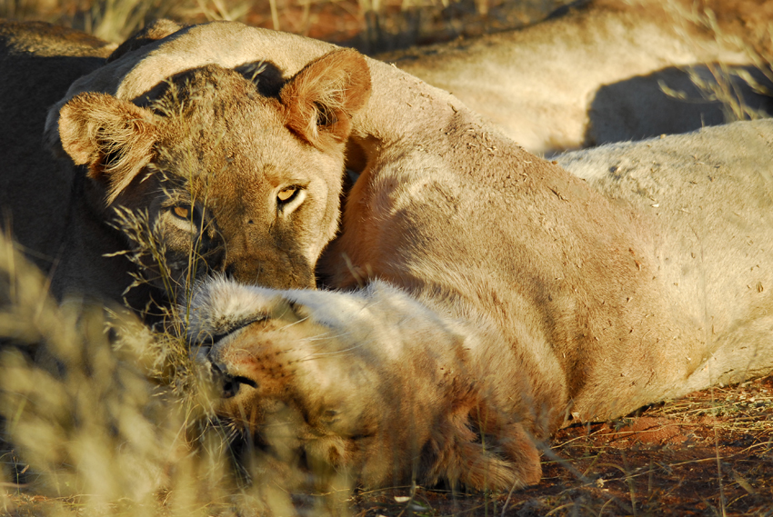 Tswalu Kalahari South Africa 59