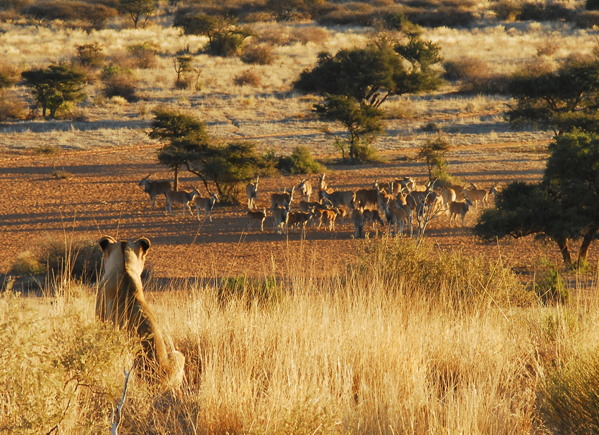 Tswalu Kalahari South Africa 60