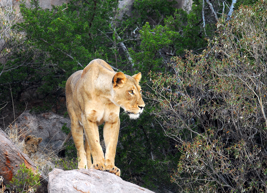 Tswalu Kalahari South Africa 61