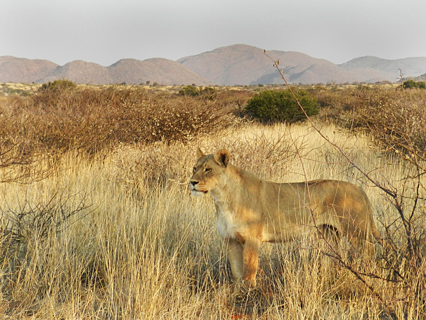 Tswalu Kalahari South Africa 62