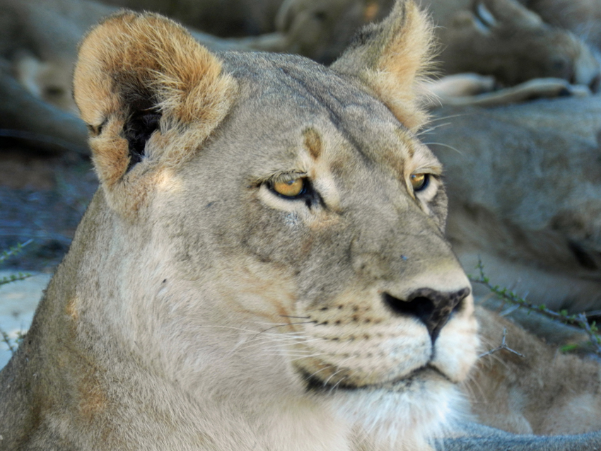 Tswalu Kalahari South Africa 63