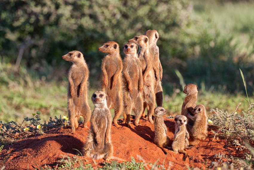 Tswalu Kalahari South Africa 69