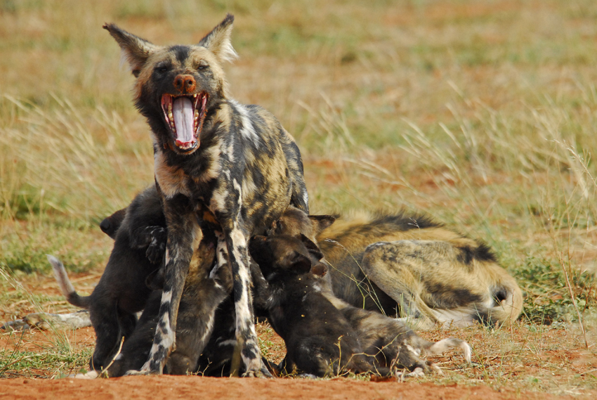 Tswalu Kalahari South Africa 70