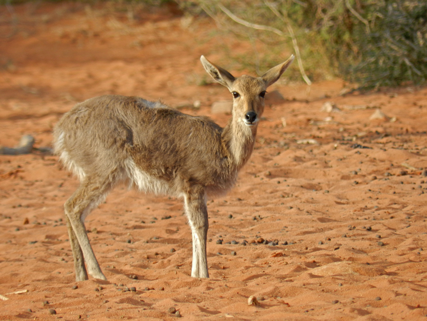 Tswalu Kalahari South Africa 71