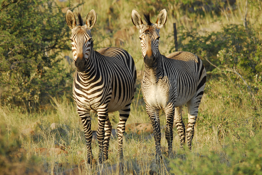 Tswalu Kalahari South Africa 72