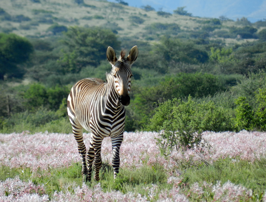Tswalu Kalahari South Africa 73