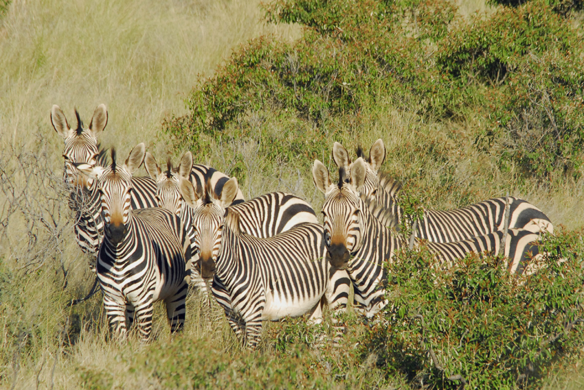 Tswalu Kalahari South Africa 74
