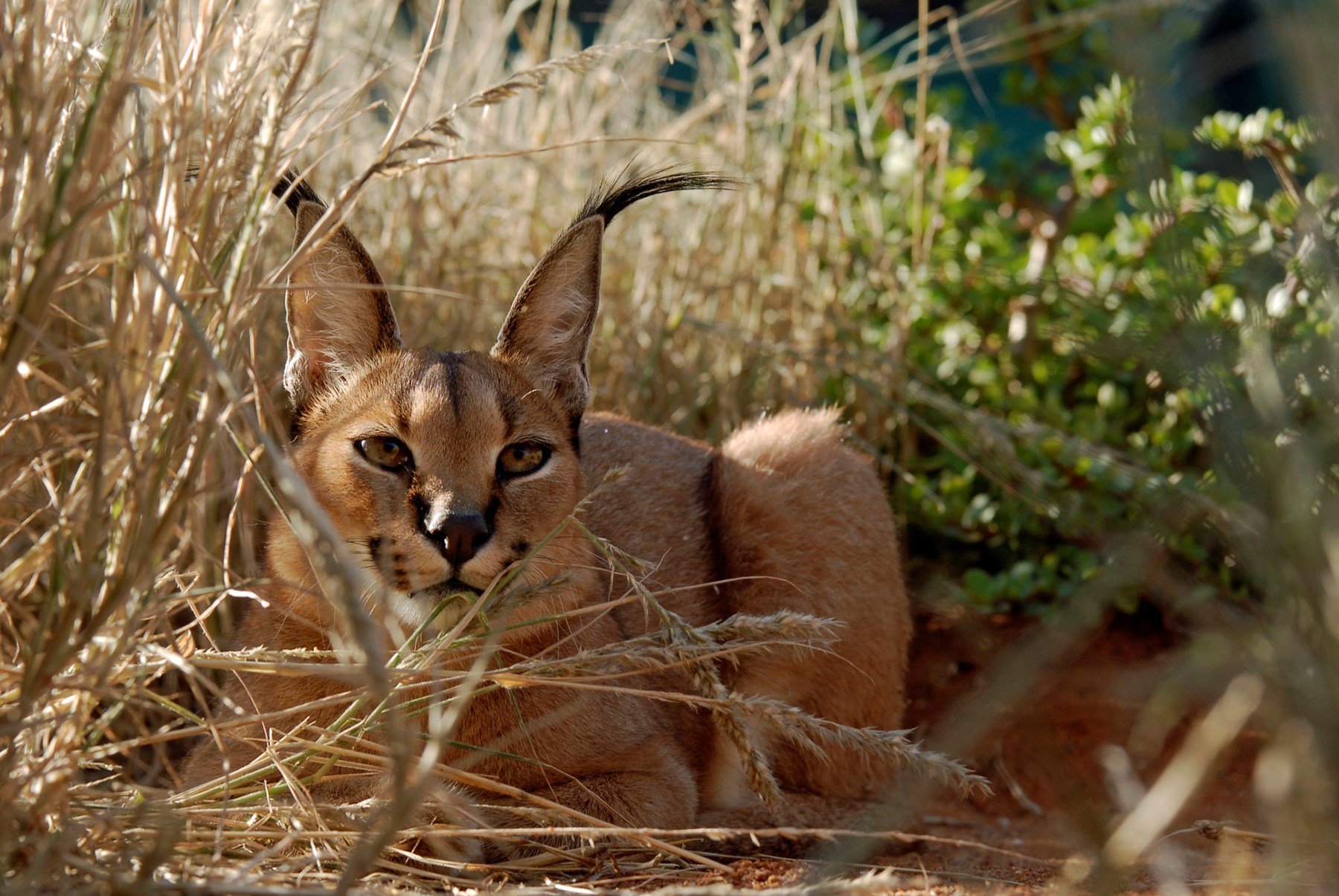 South Africa Tswalu Kalahari South Africa 16